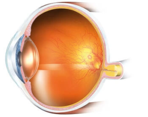 eye anatomy illustration