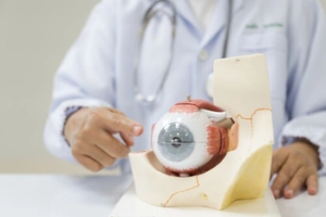 Cross section diagram of the human eye labeling the iris, cornea, lens, and retina Cross section diagram of the human eye labeling the iris, cornea, lens, and retina